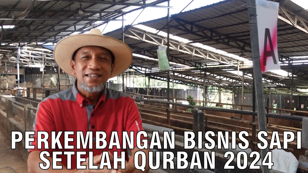 
                                 Perkembangan-Bisnis-Sapi-Setelah-Qurban-2024